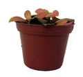 Ruby Lime Fittonia Nerve Plant - Easy House Plant - 2.5" Pot
