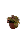 Ruby Lime Fittonia Nerve Plant - Easy House Plant - 2.5" Pot