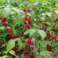 EASY AS PIE™-Bush Cherry- Prunus - Proven Winner - 4" Pot
