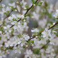 EASY AS PIE™-Bush Cherry- Prunus - Proven Winner - 4" Pot