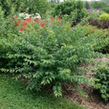 EASY AS PIE™-Bush Cherry- Prunus - Proven Winner - 4" Pot