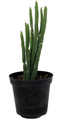 Euphorbia Phosphorea-Evergreen Cactus -Hard to kill! - 4" Pot