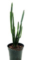 Euphorbia Phosphorea-Evergreen Cactus -Hard to kill! - 4" Pot