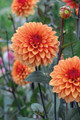 Statue of Orange Dahlia - Dinnerplate Fimbriata Flower - #1 Size Root Clump
