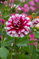 Patches Dahlia - Decorative Flower - #1 Size Root Clump