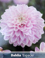 Espacio Dahlia - Flower - #1 Size Root Clump