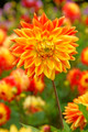 Sun Explosion Dahlia - Dinnerplate Flower - #1 Size Root Clump