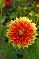 Sun Explosion Dahlia - Dinnerplate Flower - #1 Size Root Clump