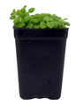 Pillow Plant - Plectranthus Prostratus - 2.5" Pot