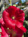 Spotlight Mars Magic Hollyhock - Perennial - Alcea - 3" Pot