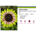 Prarie Blaze Vintage Lime- Coneflower Plant - Echinacea - 3" Pot