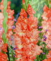 Riks Frizzle Gladiolus 10 Bulbs -10/+cm - Peach/Orange
