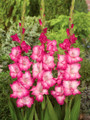 Cantate Gladiolus 10 Bulbs - 12/14 cm - Pink