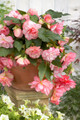 Florence Begonia 2 Bulbs -Hybrid Begonia