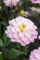 Pacific Jewel Dahlia - Decorative Flower - #1 Size Root Clump