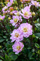 Pacific Jewel Dahlia - Decorative Flower - #1 Size Root Clump