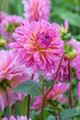 Tropical Dahlia - Decorative Flower - #1 Size Root Clump