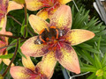 Tribal Dance Lily - 3 Bulbs 14/16 cm - Yellow with Peachy tips