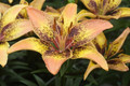 Tribal Dance Lily - 3 Bulbs 14/16 cm - Yellow with Peachy tips