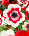 Duet (bicolor) Anemone - Windflowers - 15 Bulbs - 8/+ cm