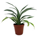 Pineapple Plant - Ananas comosus - Great Indoors/Out - 2.5" Pot