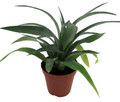Pineapple Plant - Ananas comosus - Great Indoors/Out - 2.5" Pot
