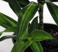 Song of Jamaica Exotic House Plant- 6" Pot