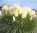8 White Pampas Grass Plants - Cortaderia selloana - 2.5" Pots