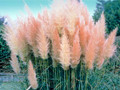8 Pink Pampas Grass Plants - Cortaderia selloana rosea - 2.5" Pot