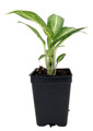 White Rain Chinese Evergreen Plant - Aglaonema - Low Light - 2.5" Pot
