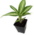 White Rain Chinese Evergreen Plant - Aglaonema - Low Light - 2.5" Pot