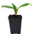 Grand Nain Banana Plant - Musa - 2.5" Pot