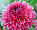Sandra Dahlia - Decorative Flower - 2 bulbs