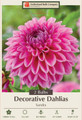 Sandra Dahlia - Decorative Flower - 2 bulbs