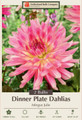 Mingus Julie Dahlia - Cactus Dahlia - 2 bulbs