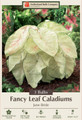 June Bride Caladium - 3 Bulbs - Fancy leaf