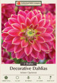 Mister Optimist Dahlia - Decorative Flower - 2 bulbs