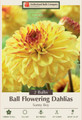 Sunny Boy Dahlia - Ball Flowering Dahlia - 2 bulbs