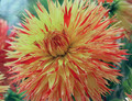 Cheyenne Chieftain Dahlia - Semi Cactus Dahlia- 2 bulbs