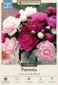 'Cotton Candy' Double Peony Mix - Fragrant - 2/3 eyes - 3 Roots