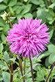 Striped Ambition Dahlia - Dinnerplate Fimbriata Flower - #1 Size Root Clump