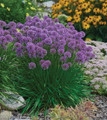 Millenium Flowering Onion - Allium - 2.5" Pot