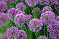 Millenium Flowering Onion - Allium - 2.5" Pot