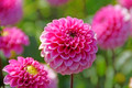 Happy Hour Ball Flowering Dahlia - 1 Top Size Root Clump