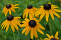 Black-Eyed Susan Goldsturm Rudbeckia - Live Plant - Quart Pot