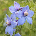 Belladonna Delphinium Perennial - Blue/Purple Blooms - 2.5" Pot