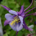Columbine Earlybird Purple/Blue Columbine - Aquilegia - 2.5" Pot