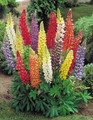 Minarette Lupine Perennial - Lupinus - 2.5" Pot