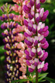 Minarette Lupine Perennial - Lupinus - 2.5" Pot