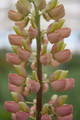Minarette Lupine Perennial - Lupinus - 2.5" Pot